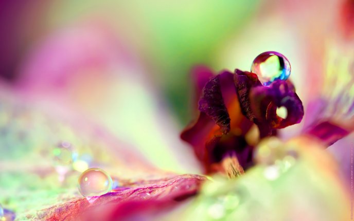 Drops of water on a flower's pistil - macro