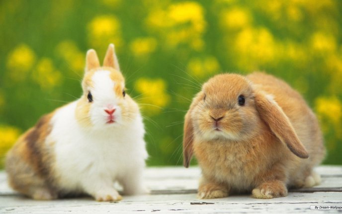 Happy and sad - two rabbits HD wallpaper