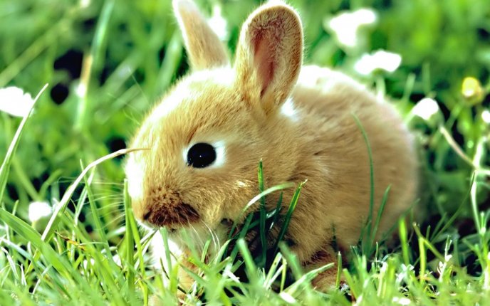 Little bunny eating grass - HD wallpaper