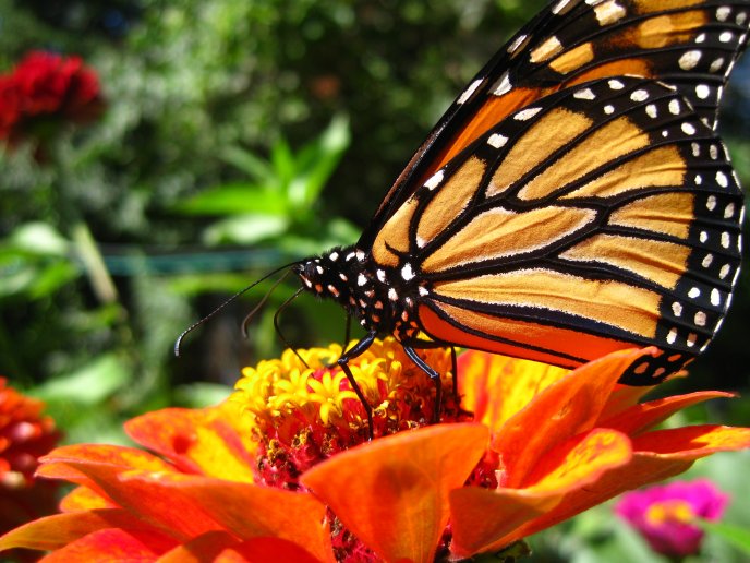 Beautiful butterfly on a flower - macro HD wallpaper