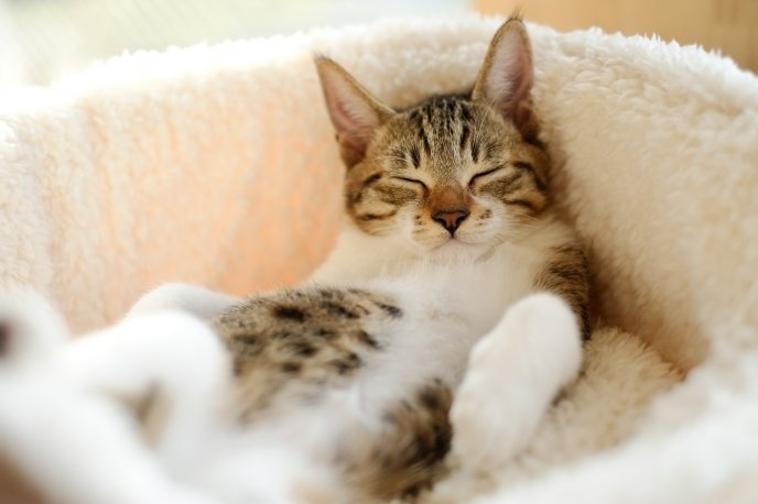 Sleep is the best relaxation - sleepy cat