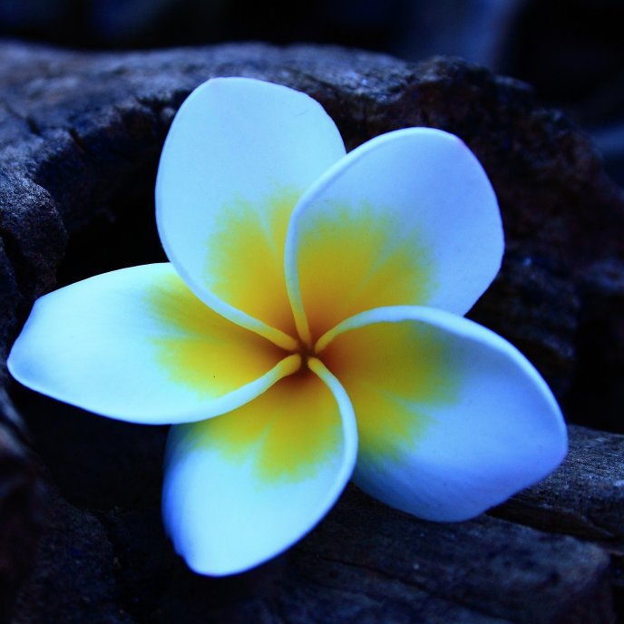 White petals with yellow spots - beautiful flower