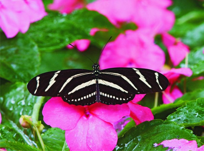 Zebra butterfly - beautiful insect om a pink flower