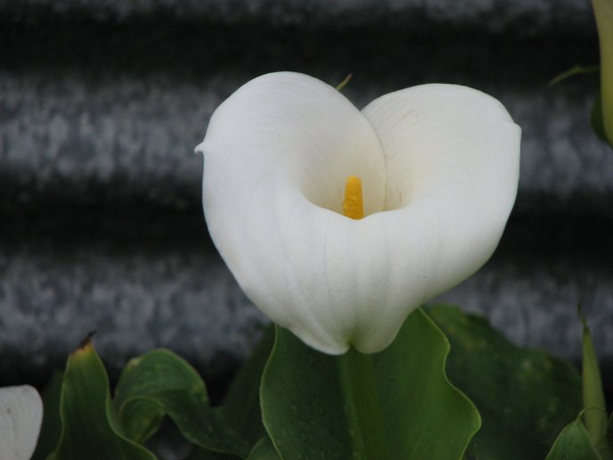 A beautiful white flower - nature wallpaper