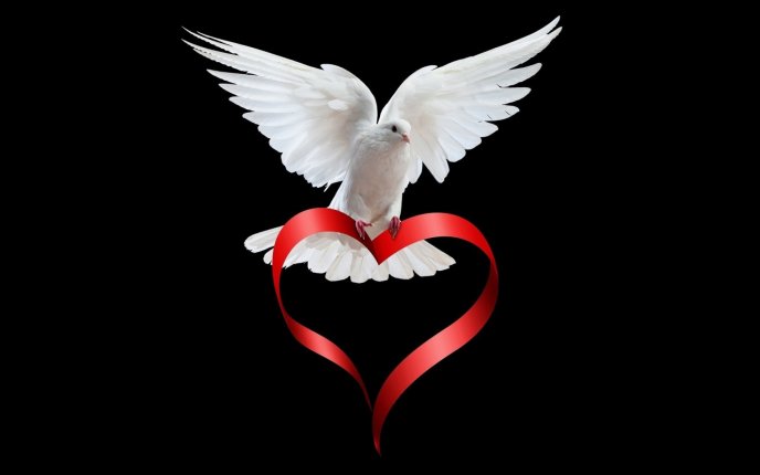 Dove of peace - love is everywhere