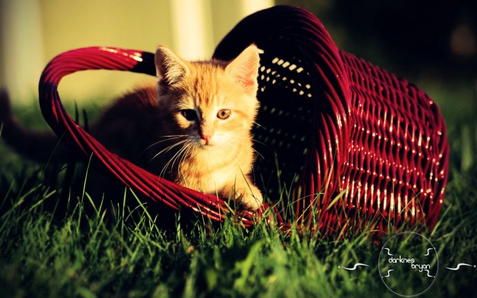 Little cat in a basket - HD wallpaper