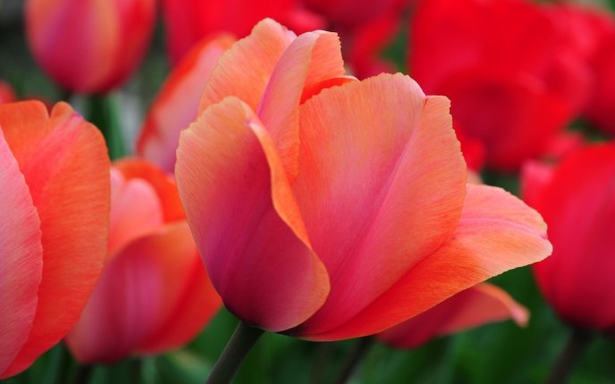 Close up - beautiful red tulips