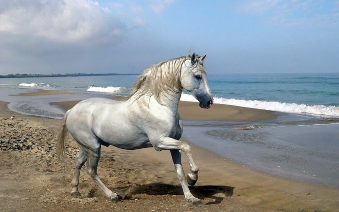 White or gray - is a beautiful horse