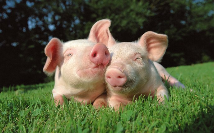 Two little sweet pigs