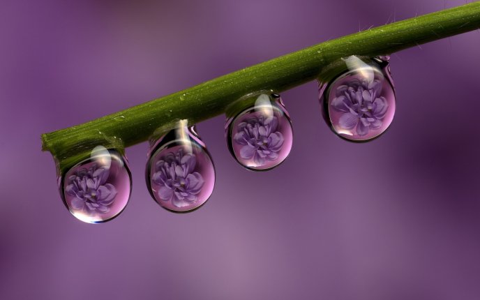 Flowers in water drops - macro wallpaper