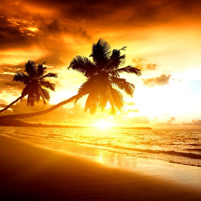 Bright sunlight - sunrise on the beach