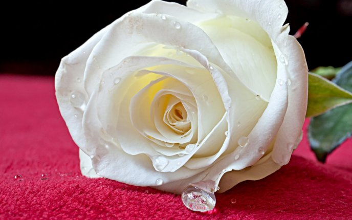 Macro - white rose - story love