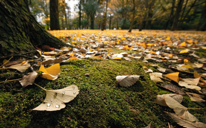A carpet of autumn in the forest - macro HD wallpaper
