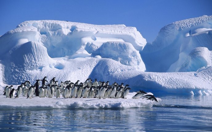 Summer time - penguins take a refreshing dip