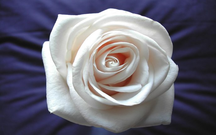 A soft white rose on a purple silk