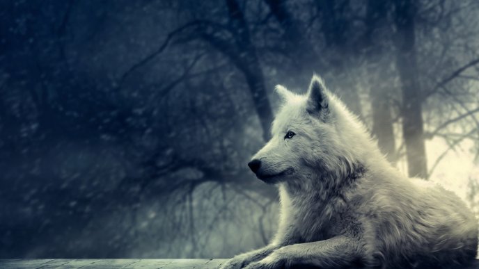 The white wolf - forest guards