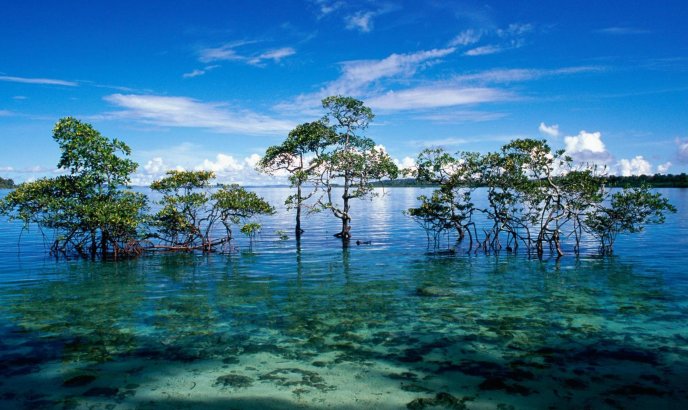 Water trees - beautiful hd landscape
