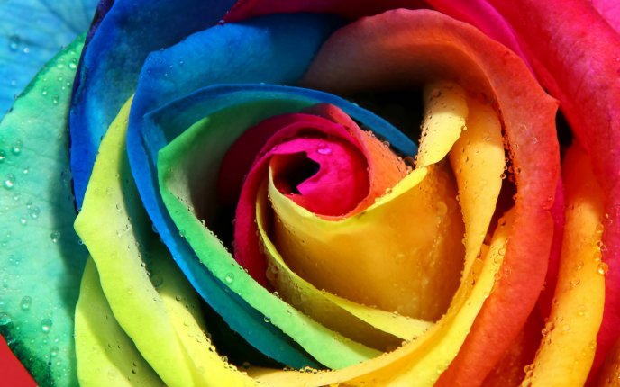 Colorful rose petals - Macro HD wallpaper