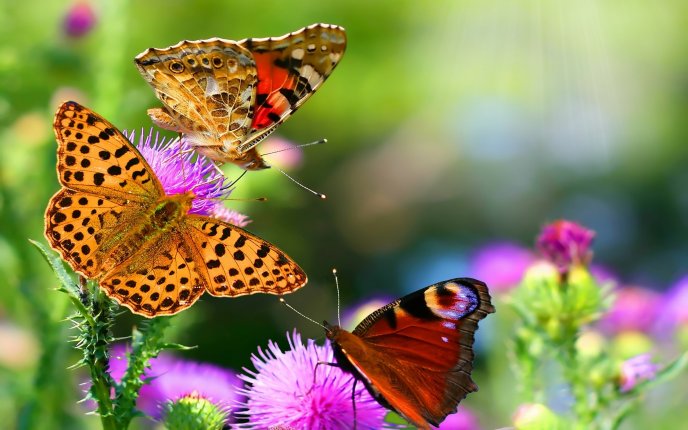 Three playful butterflies - HD wallpaper
