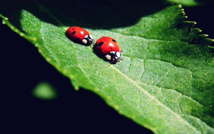 Competition between ladybugs - HD wallpaper