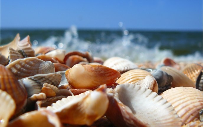 A pile of seashells - Macro HD wallpaper