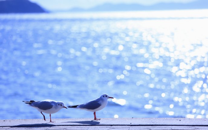 Two little seagulls on the pier - HD wallpaper