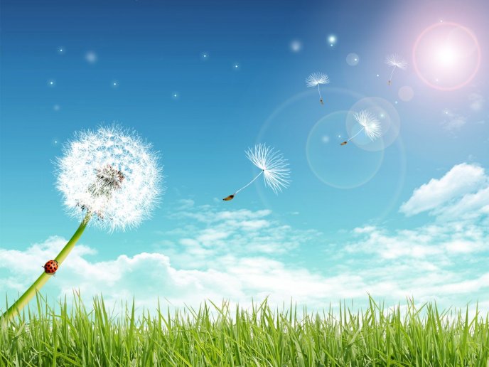 Dandelion fluff flying through the air - summer time