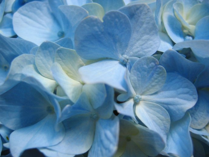 Beautiful small blue flowers - wedding flowers