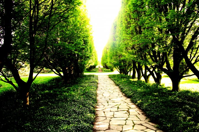 Paved path in the park surrounded by trees