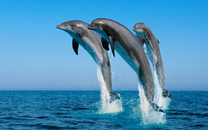 Playful dolphins - jumping in the water