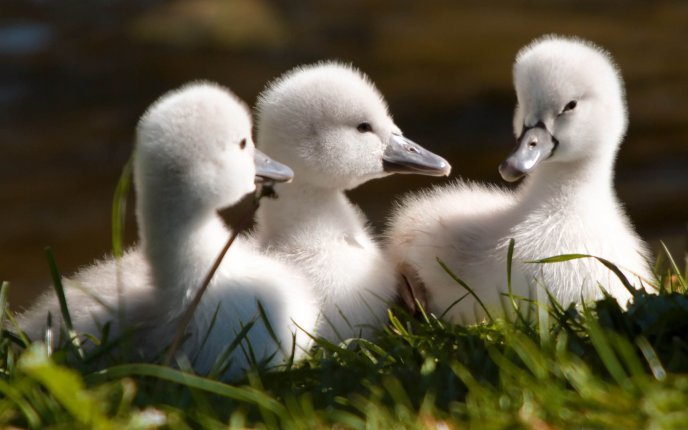 Three little baby swans - sweet animal