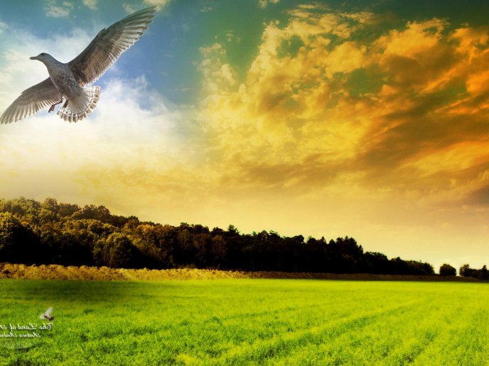 White bird flying in the nature - HD wallpaper