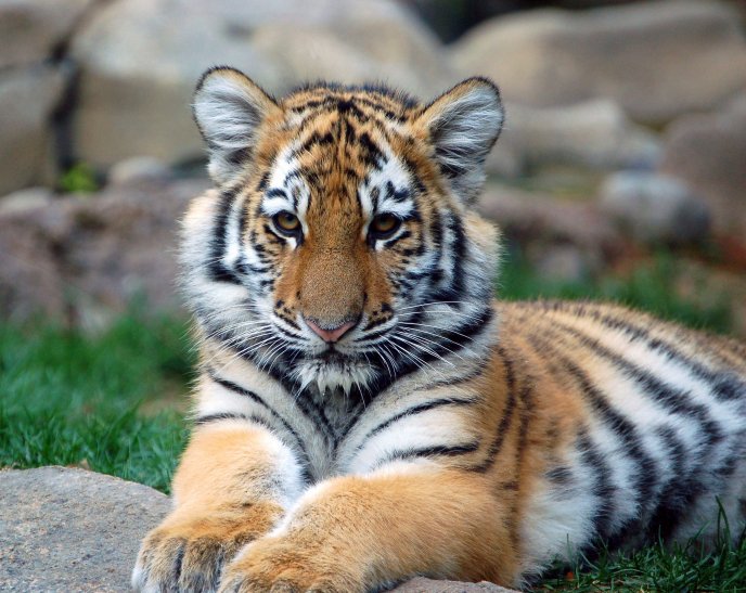 A playful tiger cub - loves animals