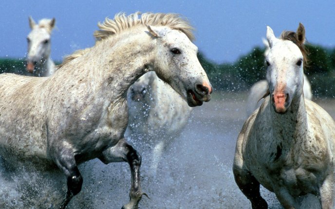 Play between horses in mid-water - HD wallpaper