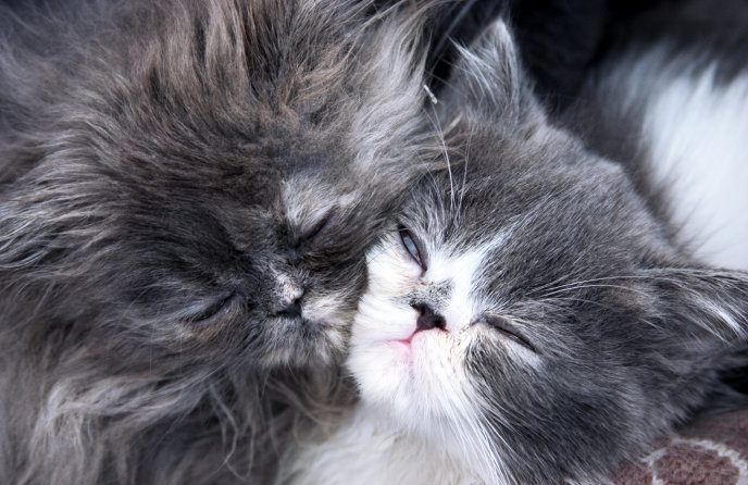 Sweet moments - two fluffy little cats