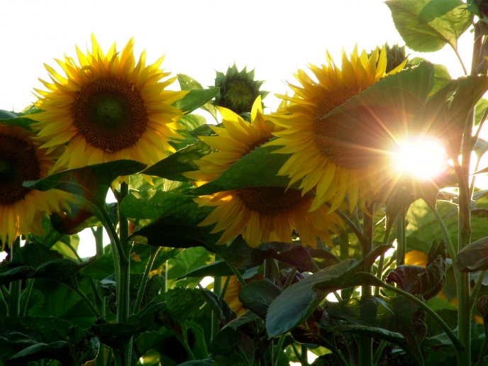 Sunflowers in the morning - beautiful garden