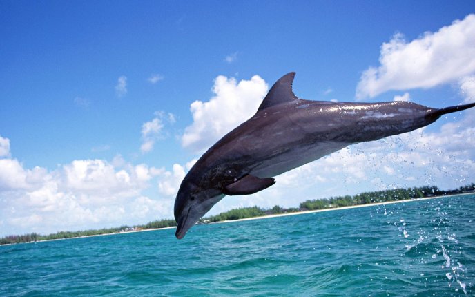 A beautiful bounce of a dolphin - HD wallpaper