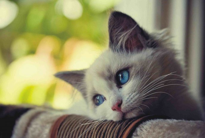 Sad little kitty - beautiful blue eyes
