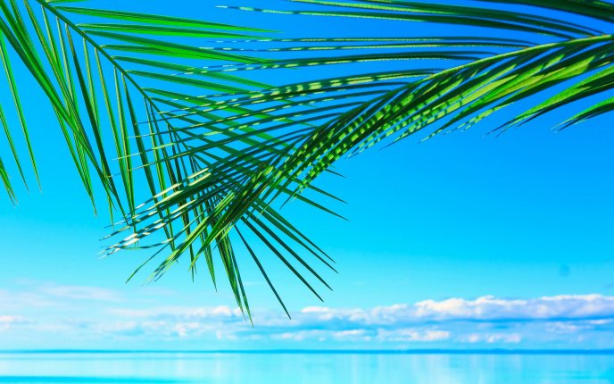 Green palm leaves over the blue water - HD summer wallpaper