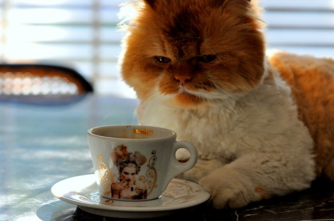 Funny cat drink coffee in the morning