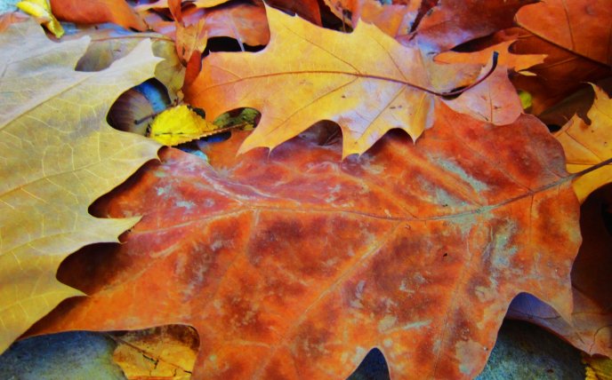 Autumn carpet - cooper colored leaves