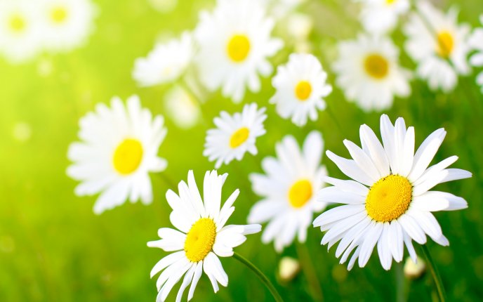 Garden full of daisies - beautiful spring perfume
