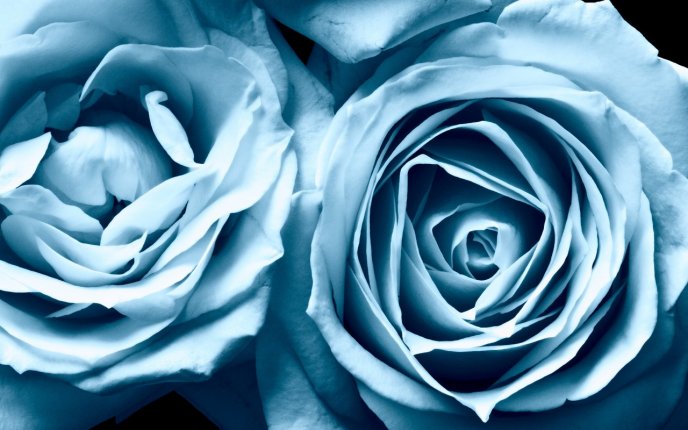Two beautiful blue flowers - HD roses