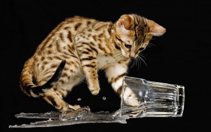 Tiger cat and a glass of water - splash