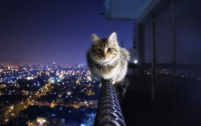 5818_Courageous-cat-sits-above-the-city-