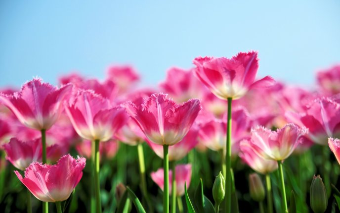 Garden full of pink tulips - natural flowers