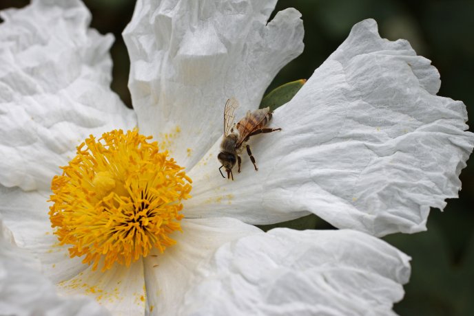 Little bee on a beautiful white flower - macro HD wallpaper