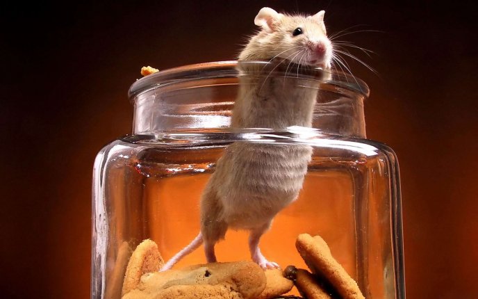 Funny rat in a jam with biscuits - HD wallpaper