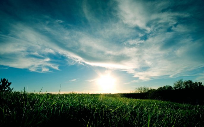 Green grass shining in the sun light - HD nature wallpaper