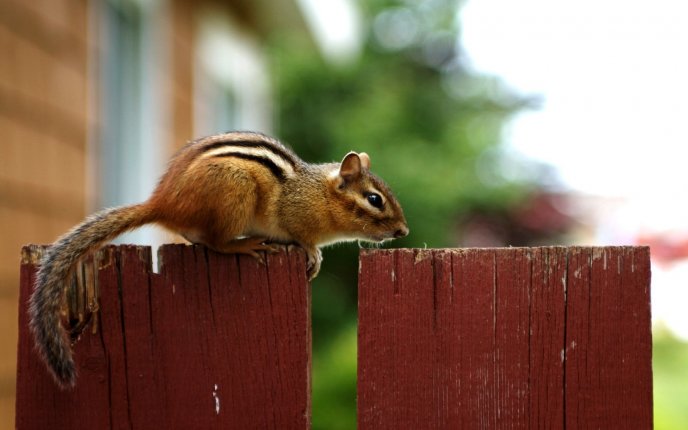 Beautiful small squirrel on the fence